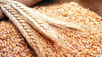 مصر تعلن شراء آلاف الأطنان من القمح الروسي
