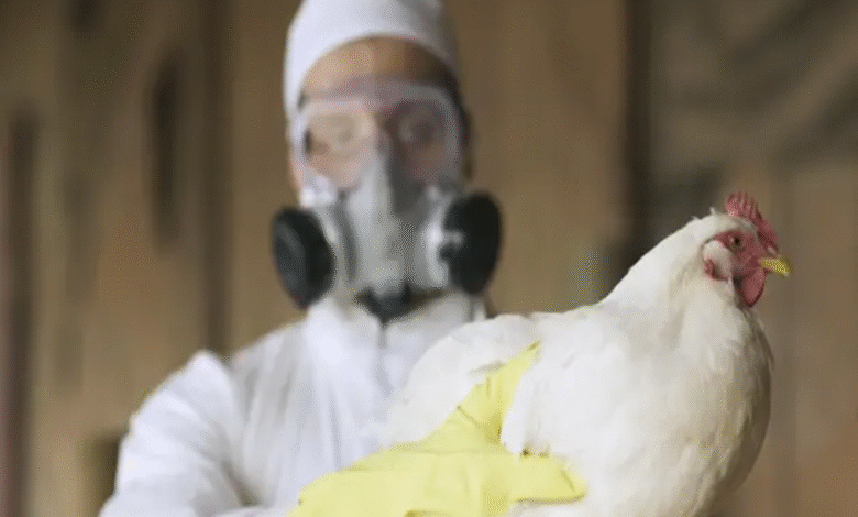 مصر.. بيان حكومي يكشف حقيقة تفشي إنفلونزا الطيور
