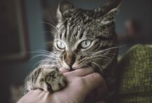 اكتشاف جيني يقرّب علاج السرطان