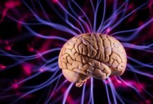 دماغ الأطفال يحدد مركز اللغة في سن مبكرة